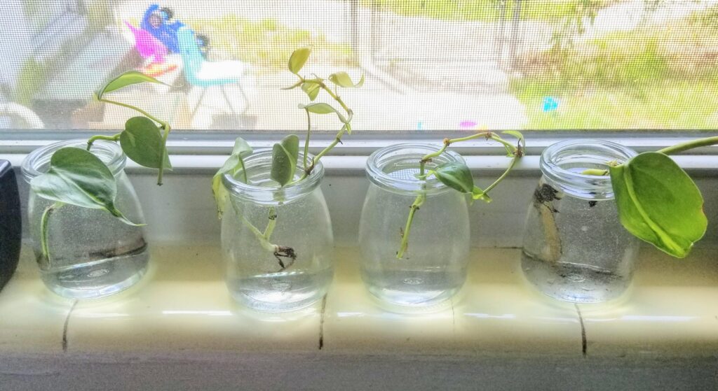 Rooting in Water pothos propagation