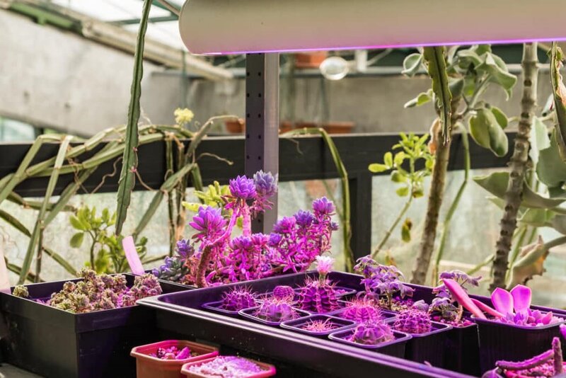 best indoor plant lights