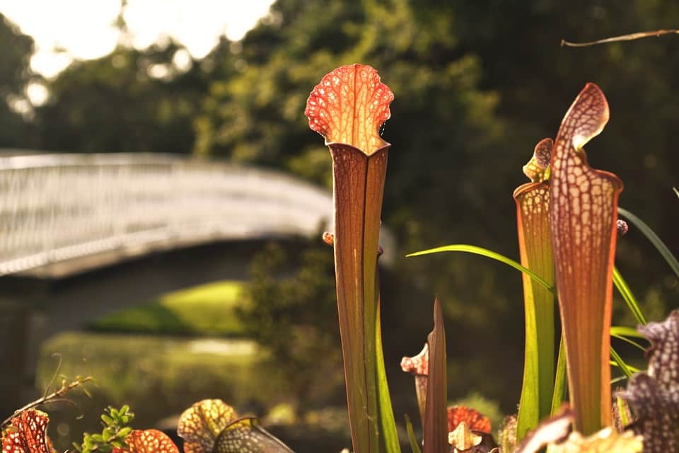 North American Pitcher Plants