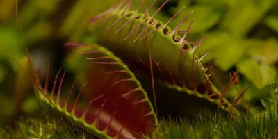 Carnivorous plant
