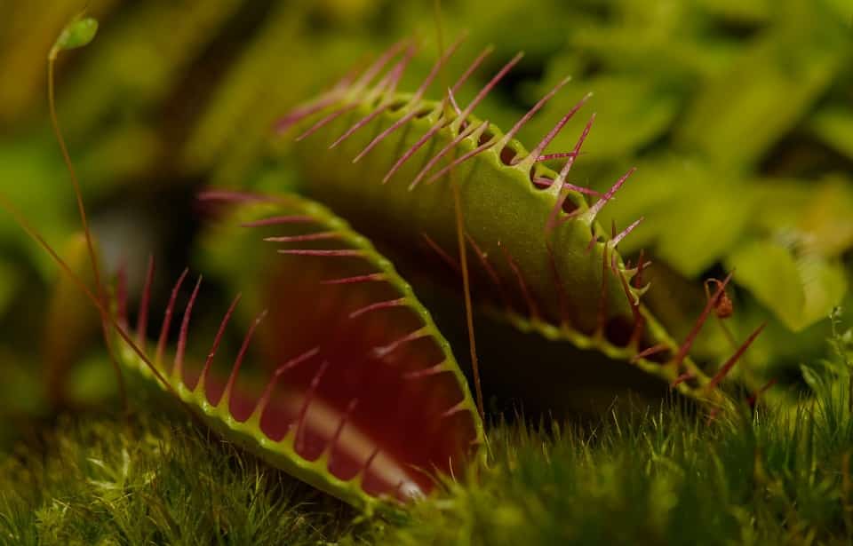 Carnivorous Plants – 8 Amazing and Fascinating Plants