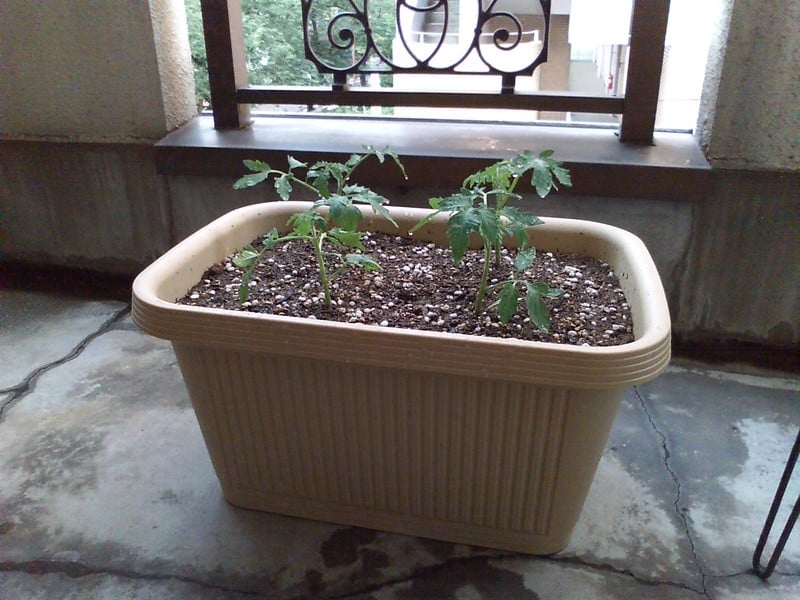 Keep soil clean from plant debris