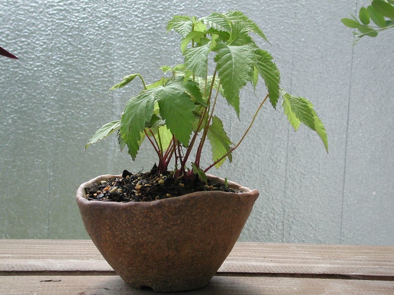 Female fungus gnats thrive in wet soil