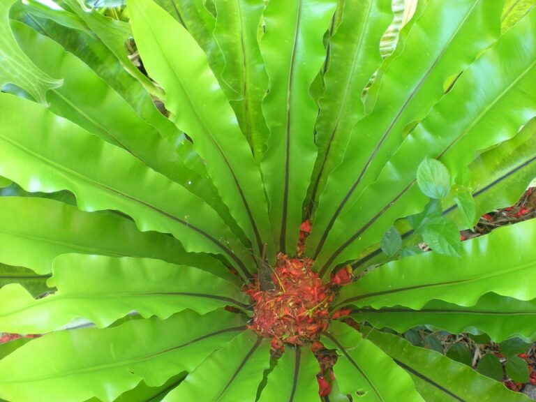 Bird's Nest Fern