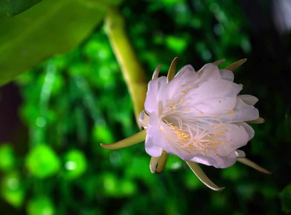 ric rac cactus flowering