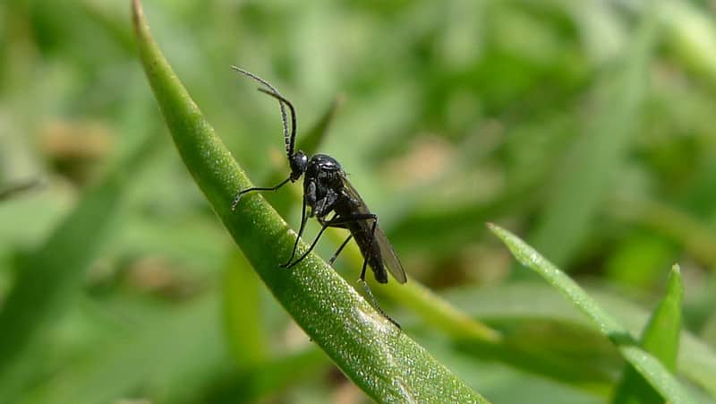 Insecticides can help solve fungus gnat problem