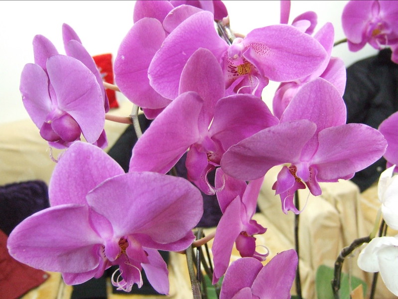 Plant will look healthier when you deadhead the spent flowers