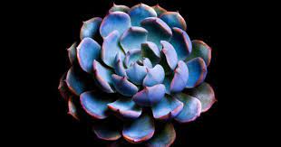Blue Echeveria