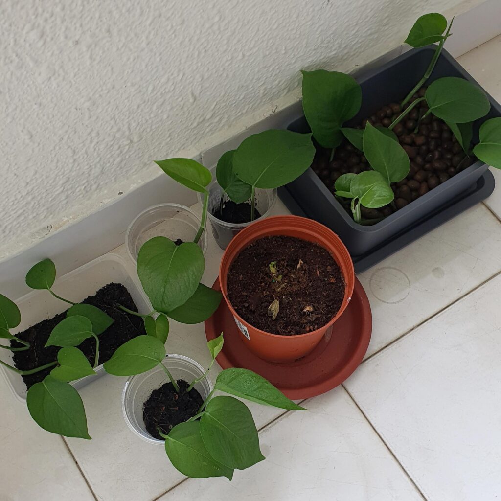 How to Propagate Pothos