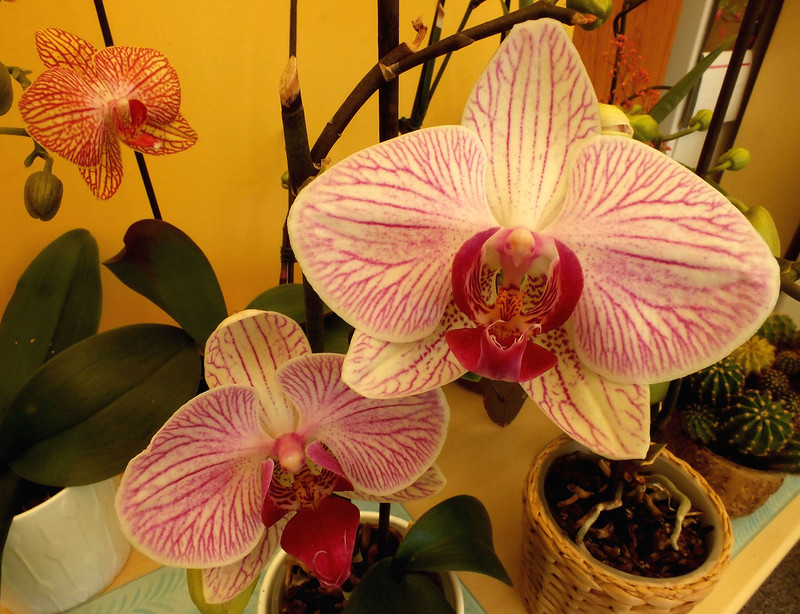 Where to cut orchid stem? 