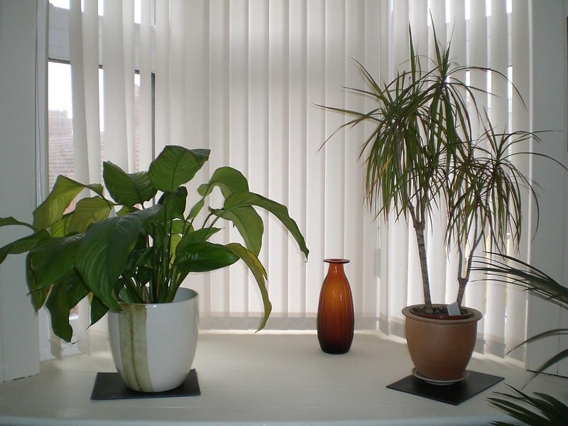 Do not overwater plants and you will avoid fungus gnats