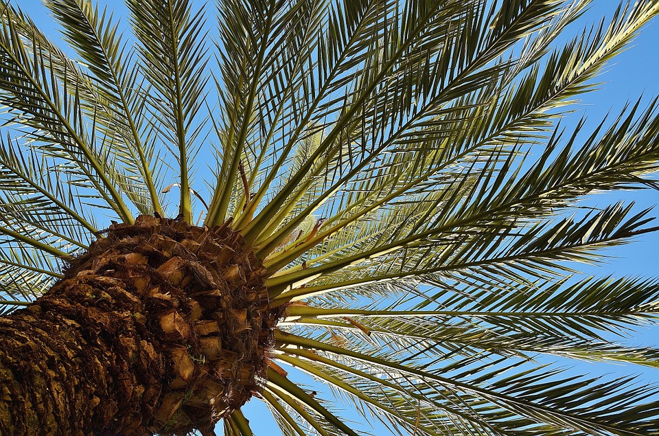 Canary Date Palm