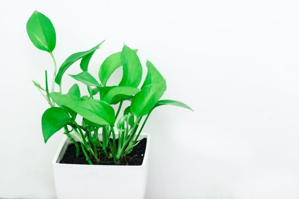 Jessenia Pothos