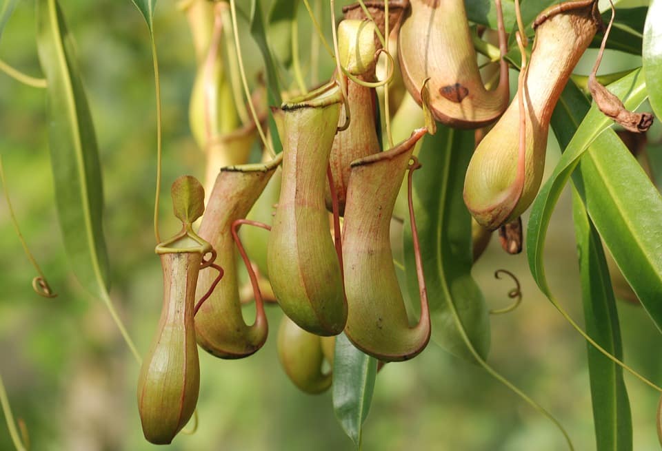 Carnivorous Plants- California Pitcher Plant