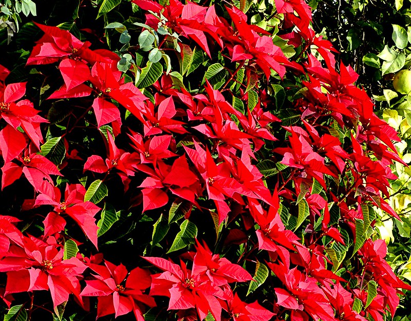 Poinsettia is prone to fungus gnats