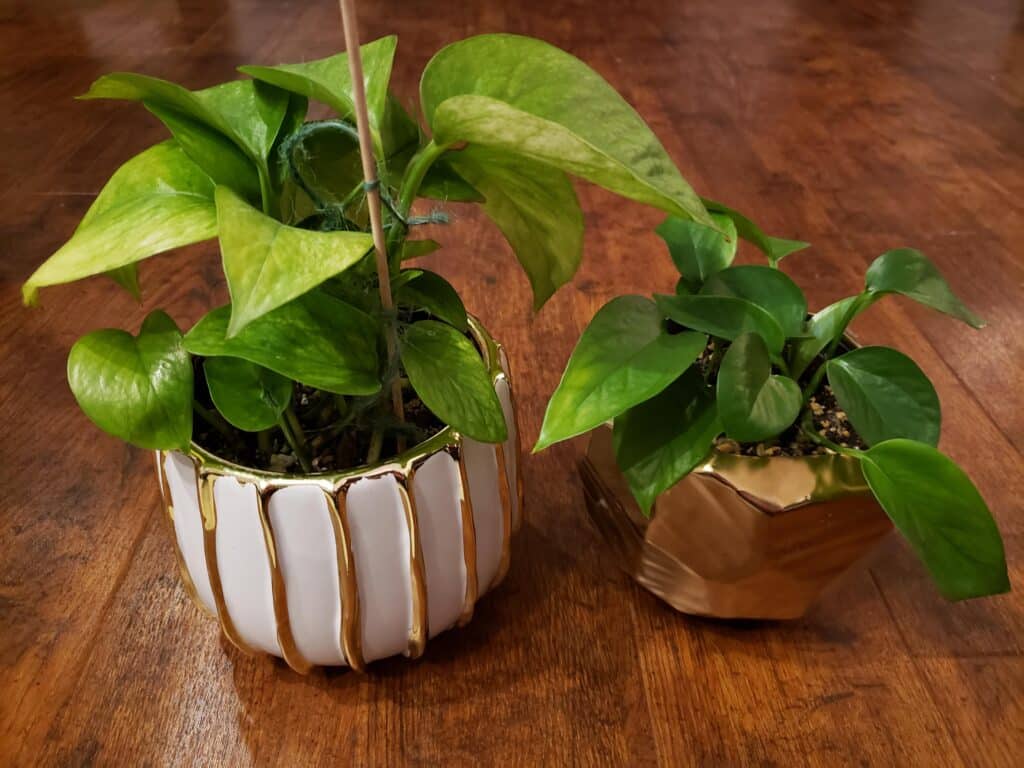 jassenia pothos care