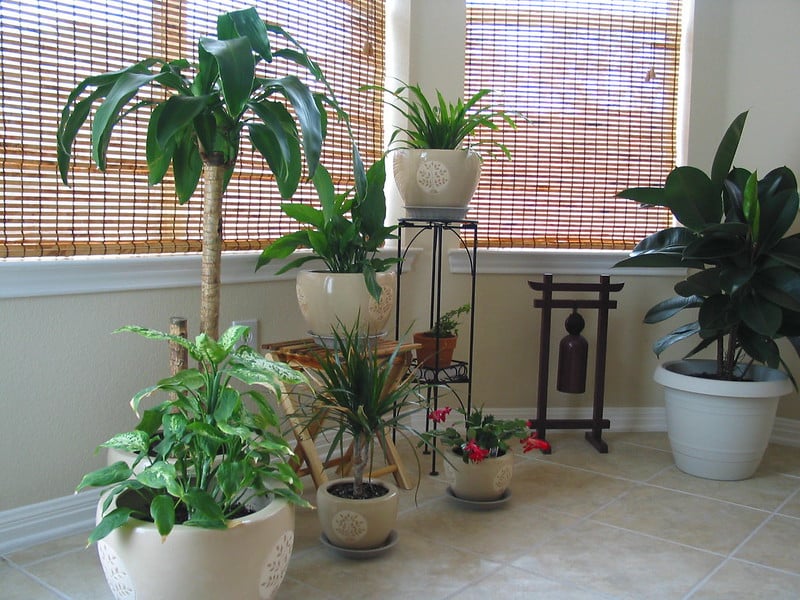 Don't keep infested plant near healthy ones- quarantine it!