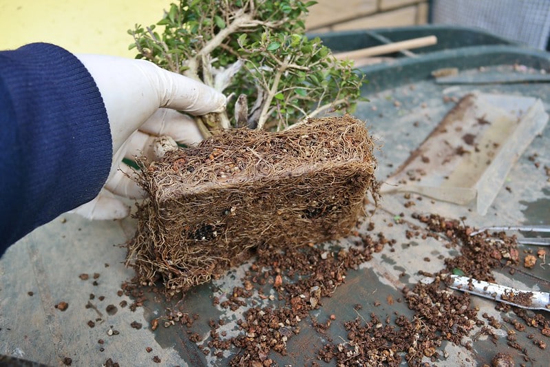 Repot a plant to eliminate unwanted pests