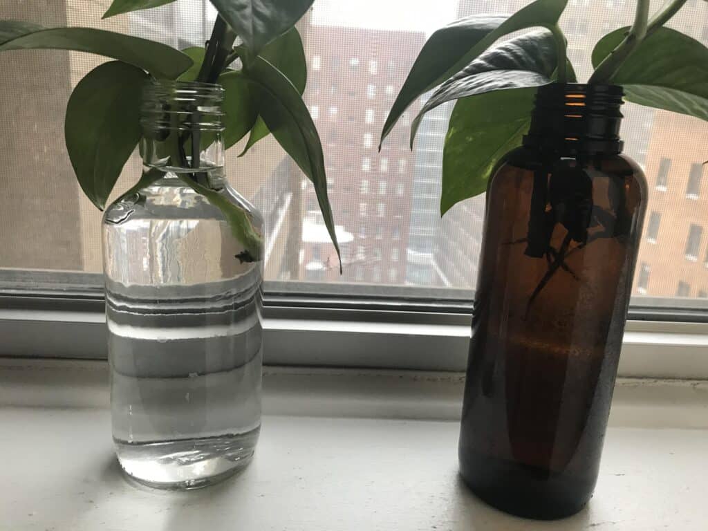 propagating pothos in water