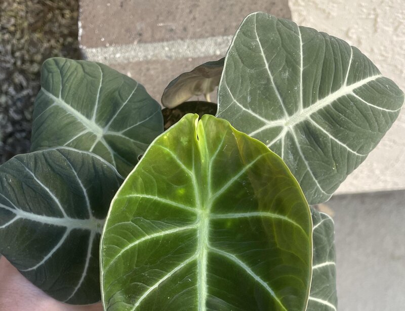 Alocasia black velvet
