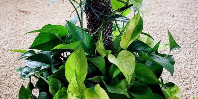 jassenia pothos