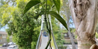 How to Propagate Pothos