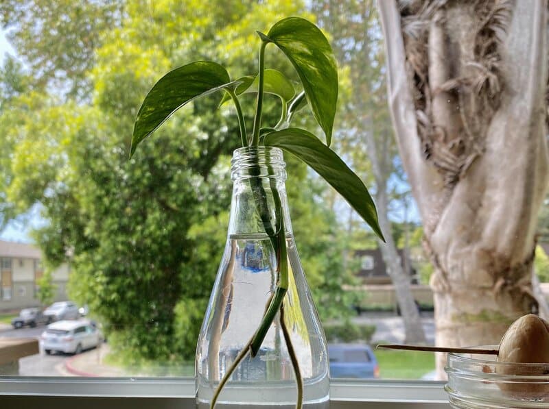How to Propagate Pothos
