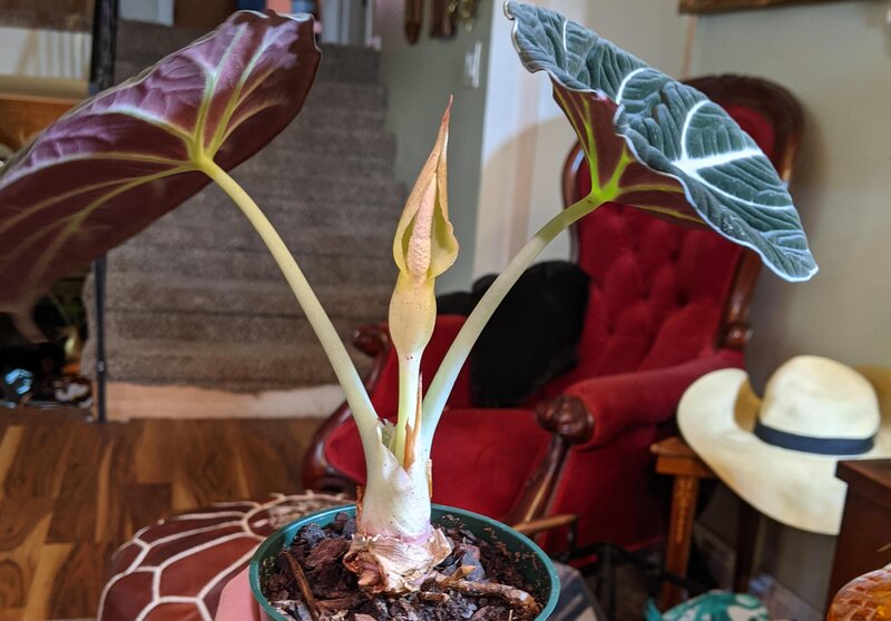 alocasia velvet care fertilization