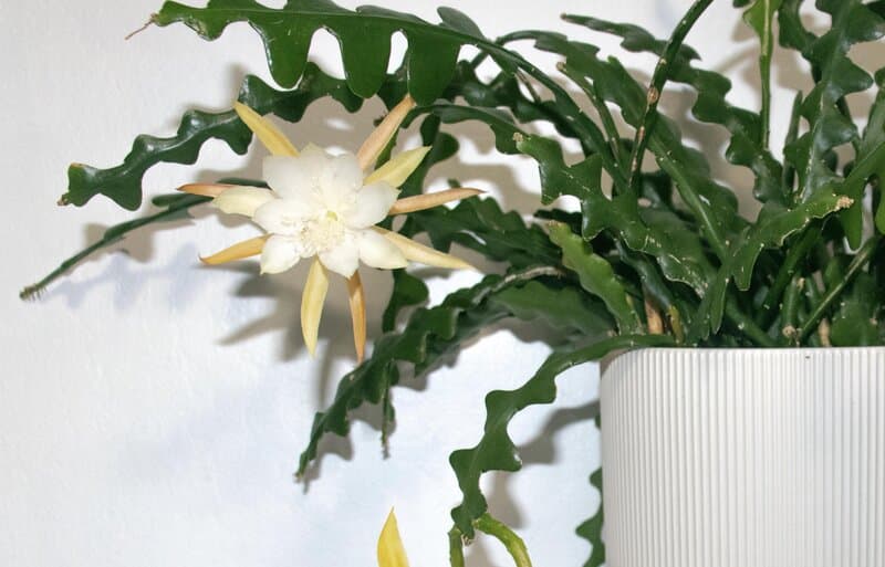 flowering fishbone cactus