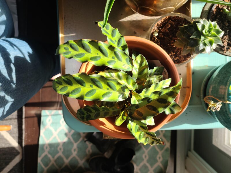 Rattlesnake Plant
