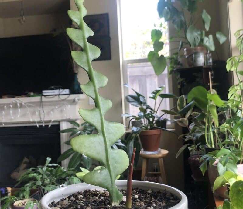 propagating fishbone cactus