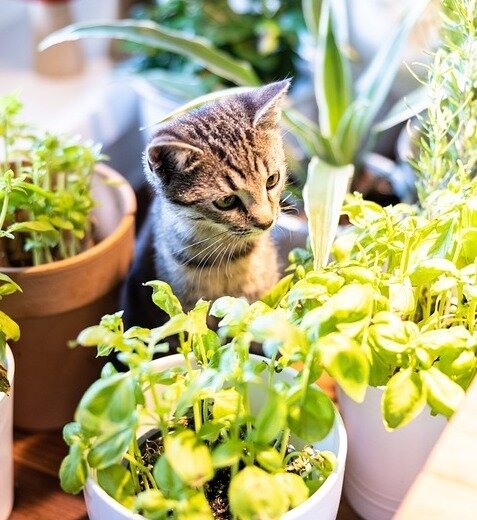 List of 26 Pet-Friendly Plants