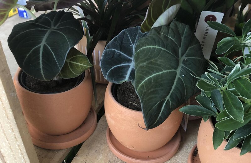 alocasia black velvet