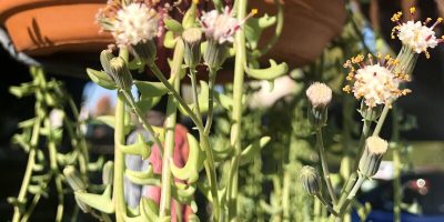 String of Dolphins- Comprehensive Care Guide