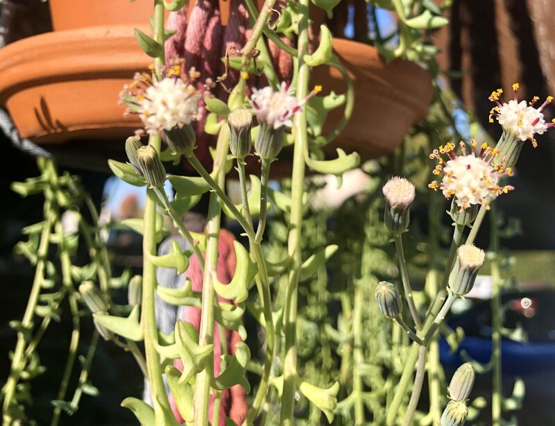 String of Dolphins- Comprehensive Care Guide