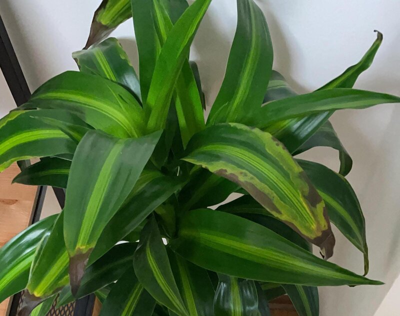 dracaena