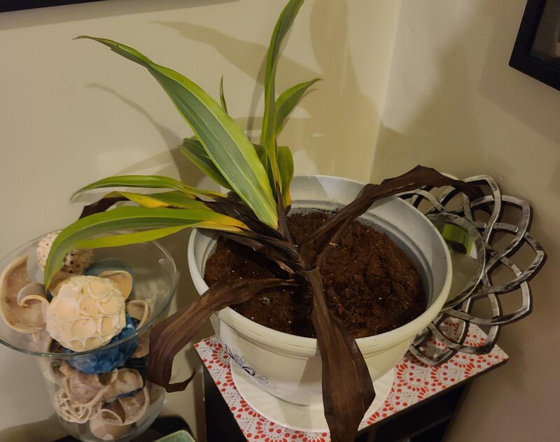dracaena