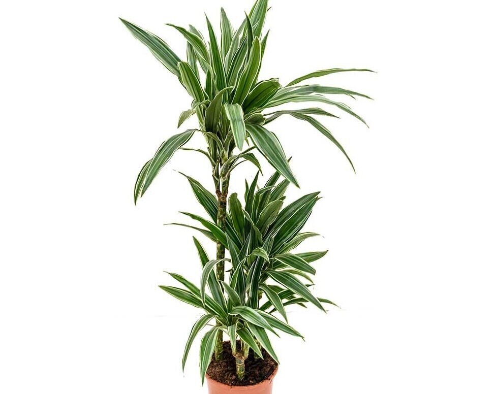 Dracaena Deremensis Care Guide