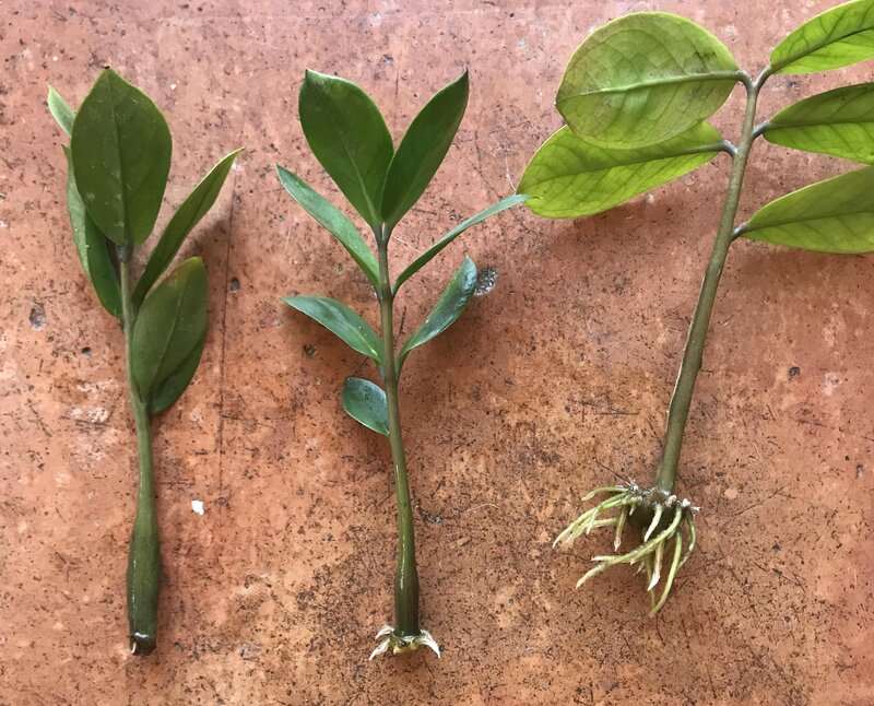 propagation of zz plant