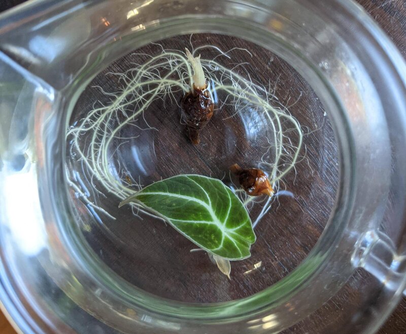 propagation of alocasia black velvet