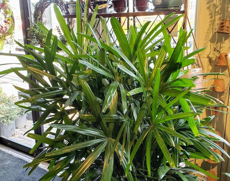 Rhapis excelsa - lady palm