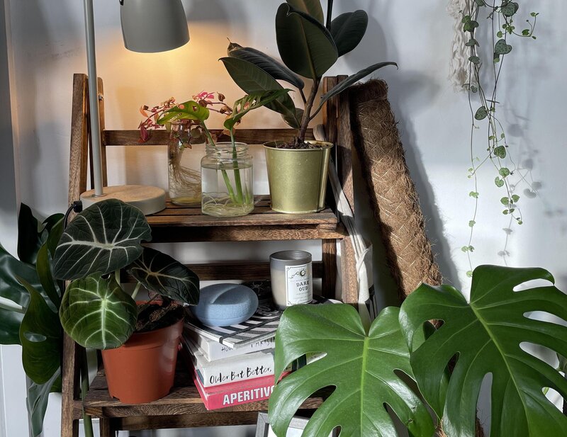 alocastia black velvet