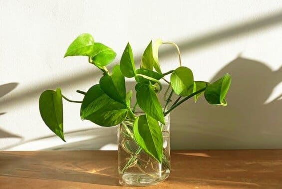 prpagation jessenia pothos