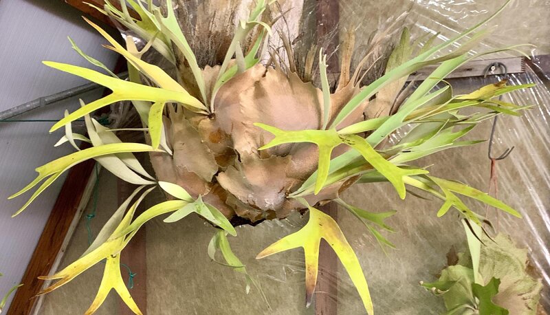 Staghorn Fern
