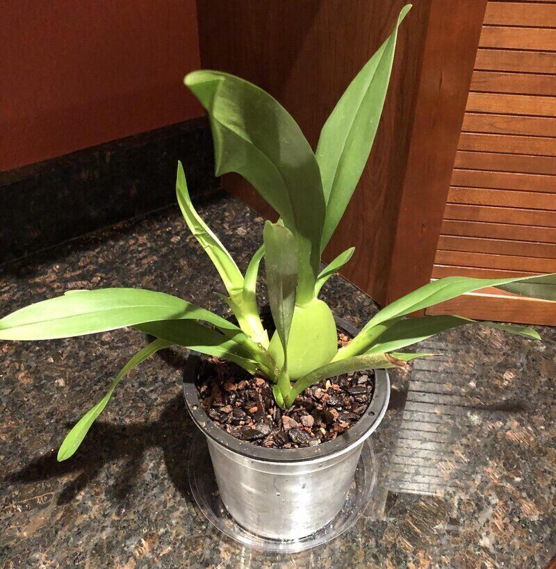 Repotting an orchid