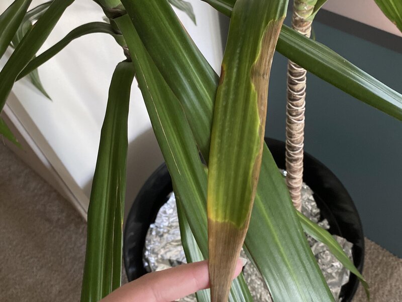 Yellow Leaves on Corn Plant