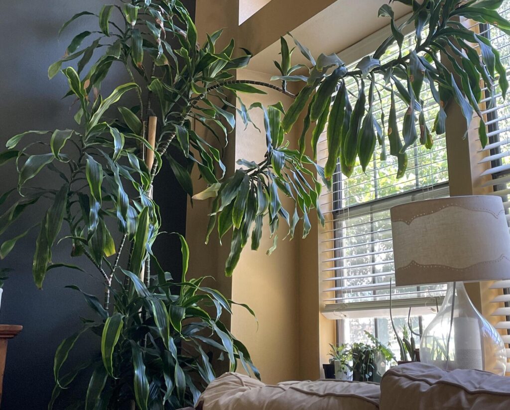 Dracaena Dorado Care Guide