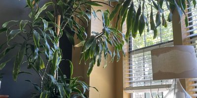 Dracaena Dorado Care Guide
