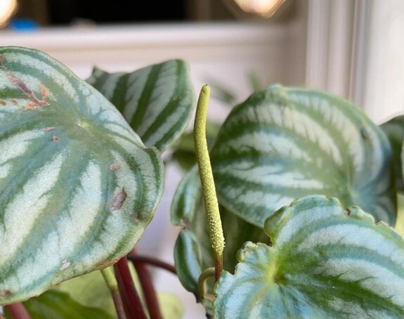 Watermelon Peperonia