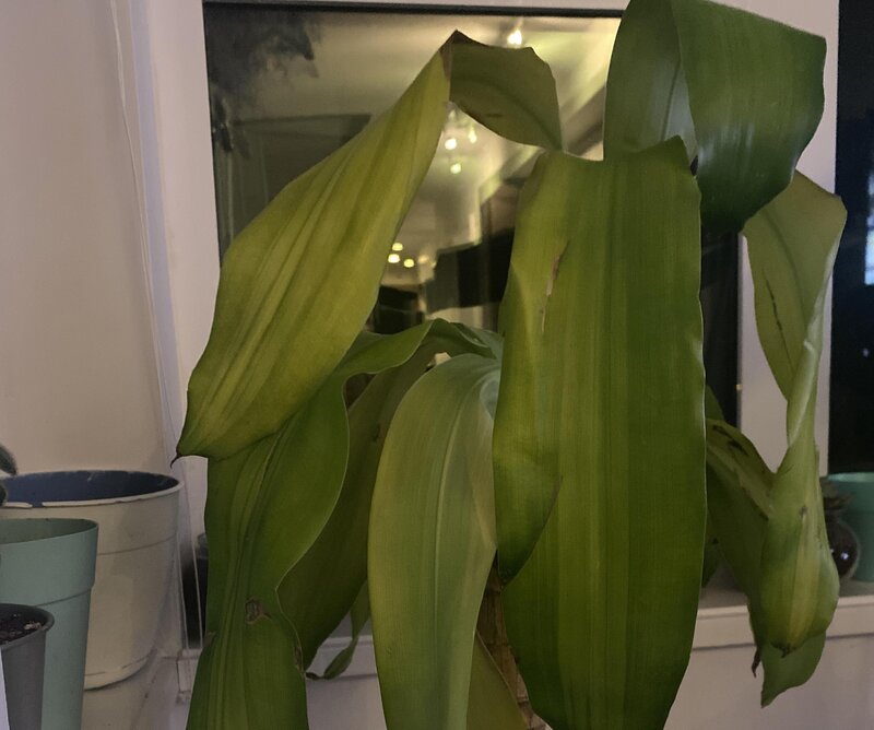 dracaena yellowing leaves